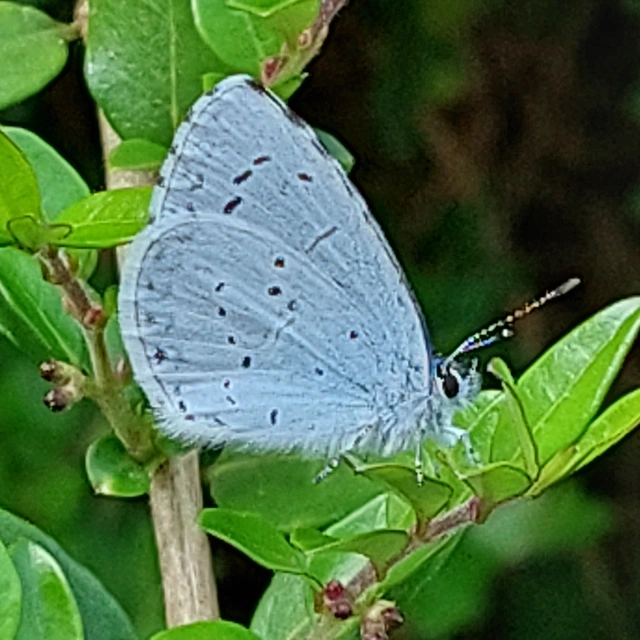 Celastrina argiolus - bengeboglárka
