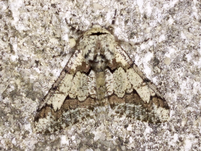 Biston strataria - barnapettyes araszoló