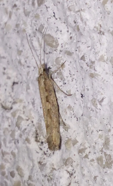 Plutella xylostella - káposztamoly