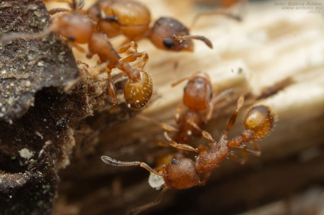 Temnothorax unifasciatus - gyűrűs kéreghangya