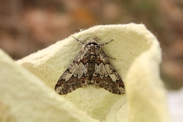 Biston strataria - barnapettyes araszoló