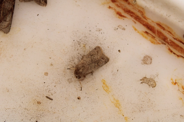 Orthosia cerasi - közepes barkabagoly