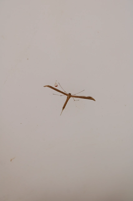 Emmelina monodactyla/argoteles