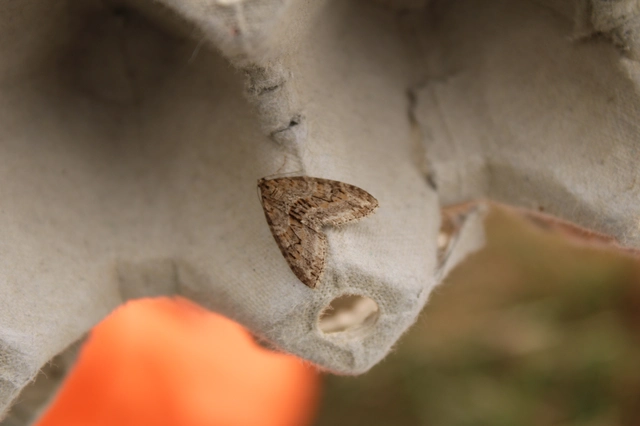 Trichopteryx polycommata - kőrisfa-lebenyesaraszoló
