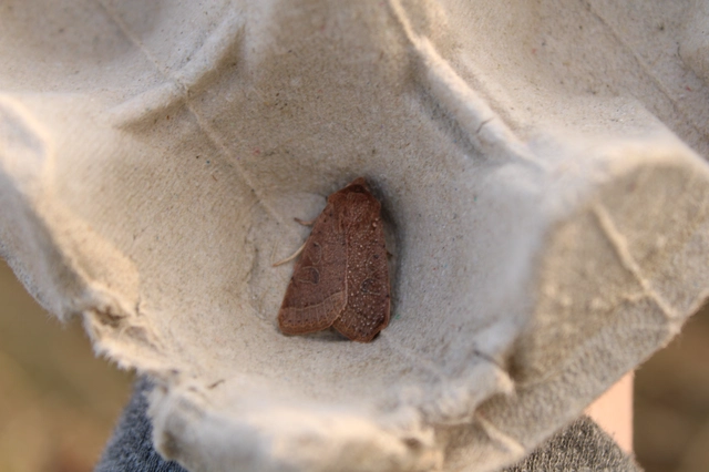 Orthosia cerasi - közepes barkabagoly