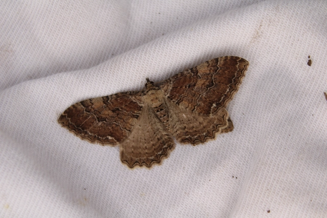 Hydria cervinalis - őzbarna araszoló