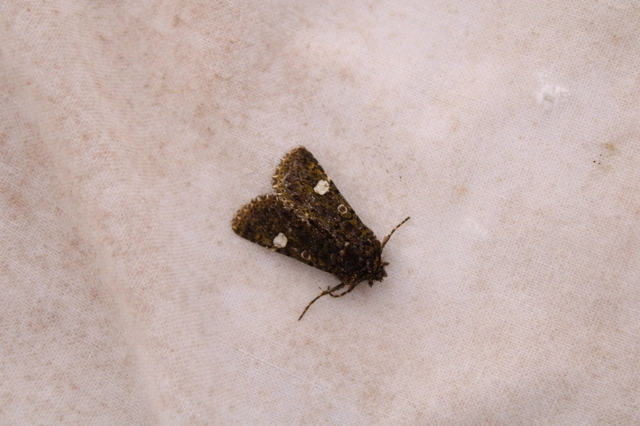 Valeria oleagina - tavaszi zöldbagoly