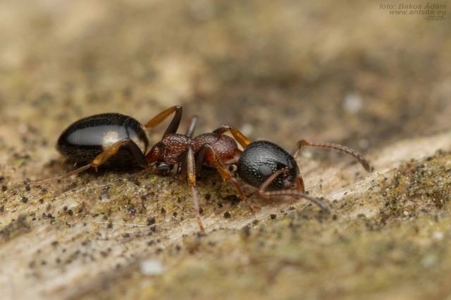 Dolichoderus quadripunctatus - négypettyes erdeihangya