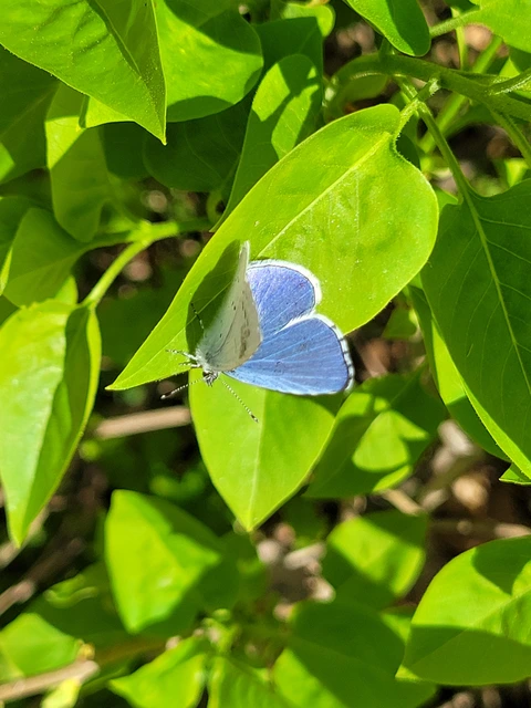 Celastrina argiolus - bengeboglárka