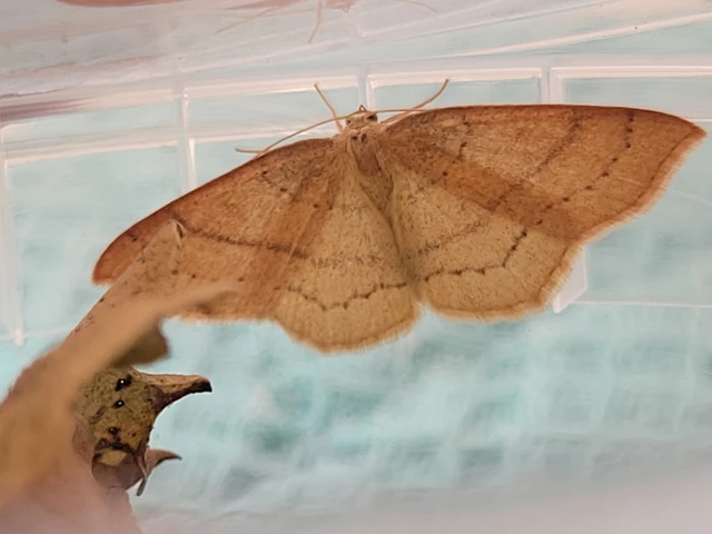 Cyclophora linearia - vonalas pettyesaraszoló