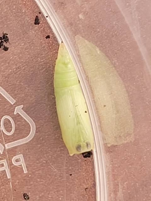 Cyclophora linearia - vonalas pettyesaraszoló