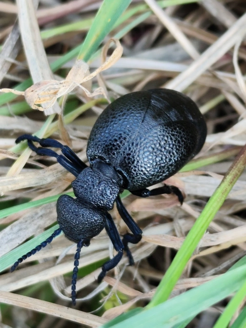 Meloe cicatricosus - óriásnünüke