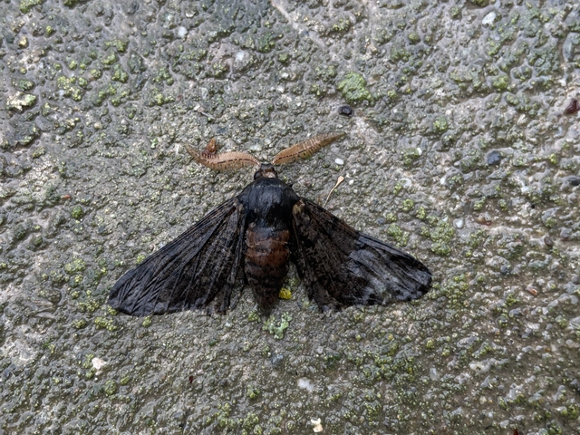 Biston strataria - barnapettyes araszoló
