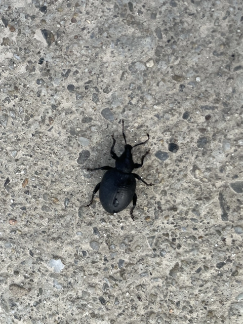 Otiorhynchus catenulatus - gyászos gyalogormányos