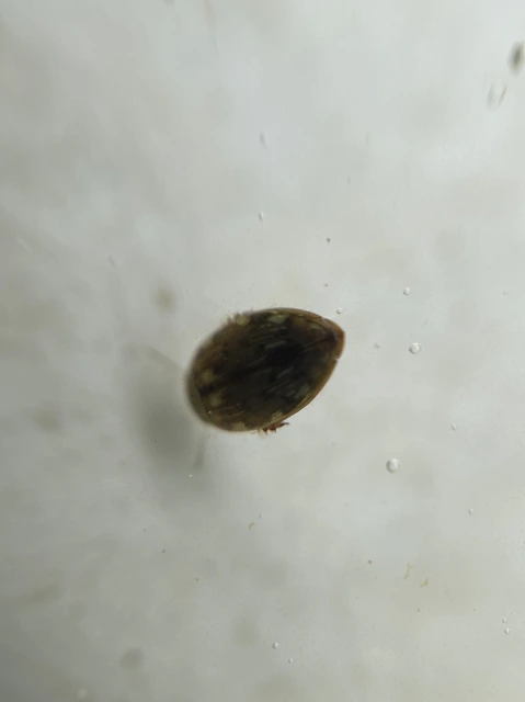 Laccophilus