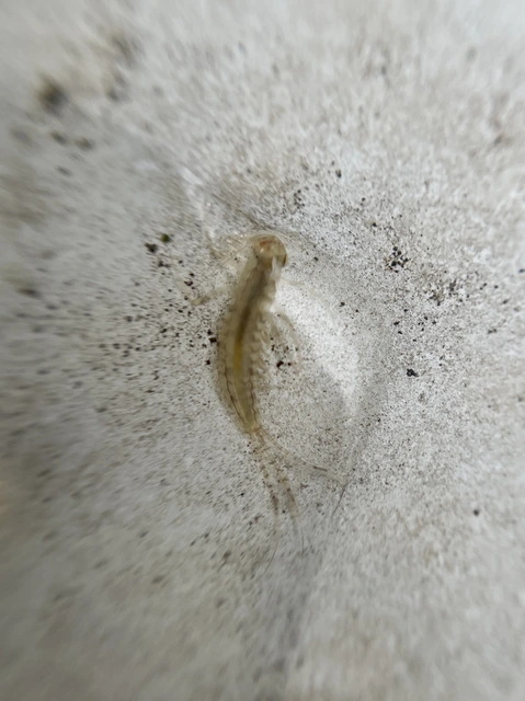 Ephemeroptera - Kérészek