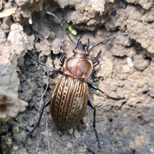 Carabus ulrichii - rezes futrinka Carabus ulrichii - rezes futrinka
