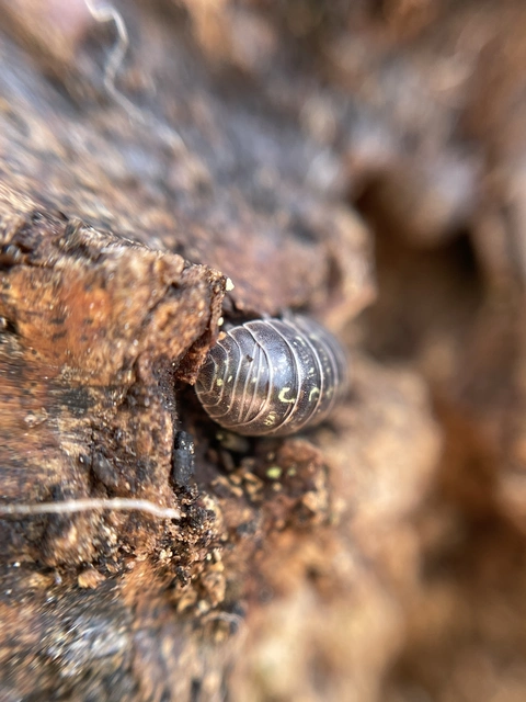 Isopoda - Ászkarákok