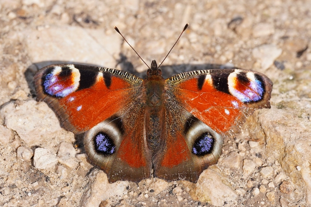 Nymphalis io - nappali pávaszem