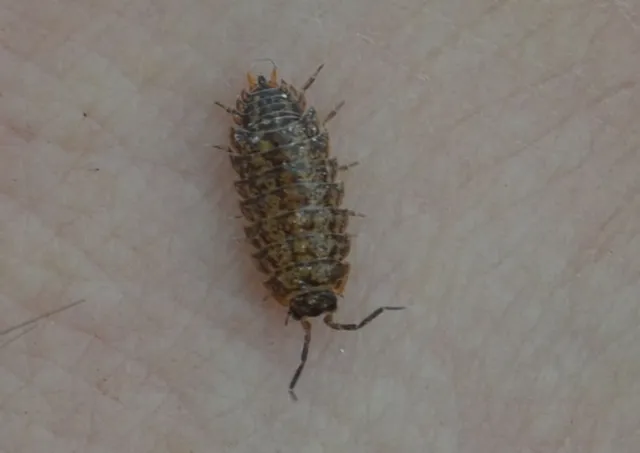 Isopoda - Ászkarákok