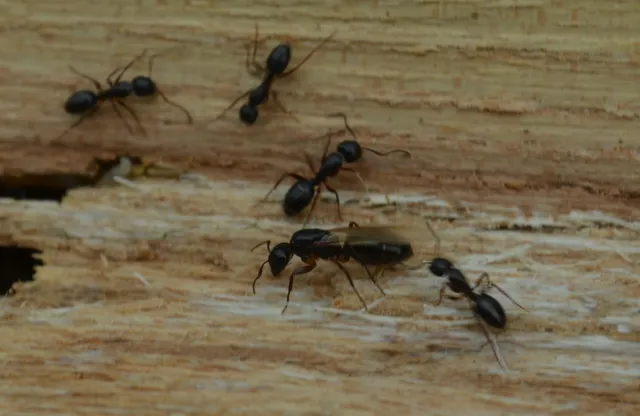 Camponotus fallax - ligeti lóhangya