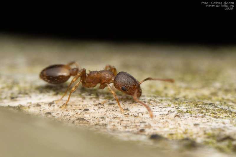 Temnothorax sordidulus - füstös kéreghangya