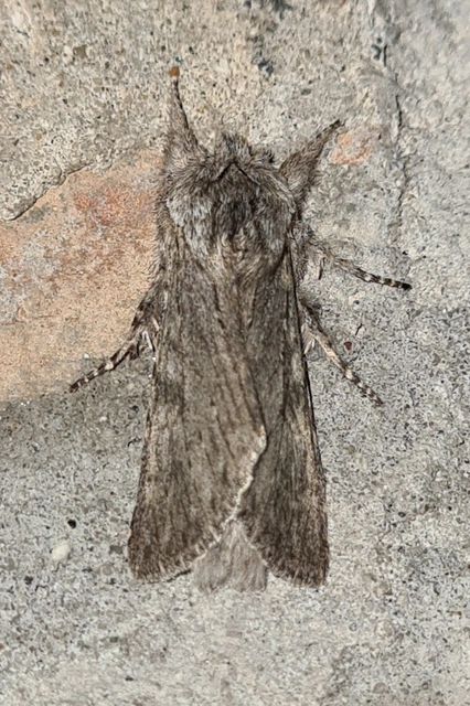 Dicranura ulmi - szilfa-púposszövő