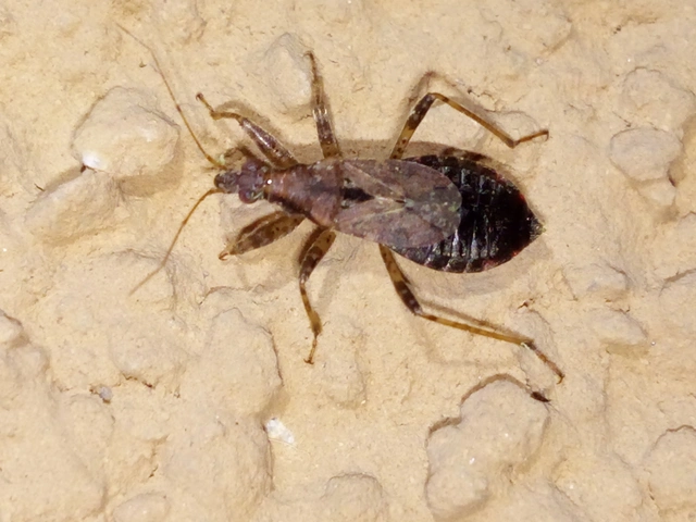 Himacerus