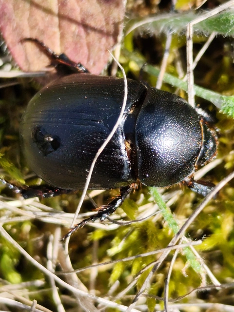 Pentodon idiota - butabogár