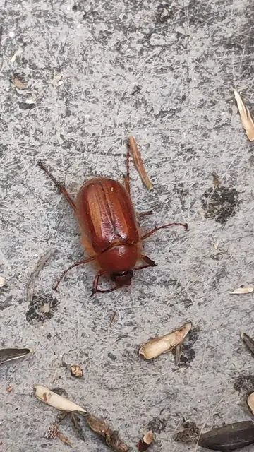 Holochelus aequinoctialis - tavaszeleji cserebogár