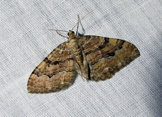 Hydria cervinalis - őzbarna araszoló
