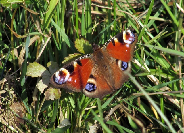 Nymphalis io - nappali pávaszem