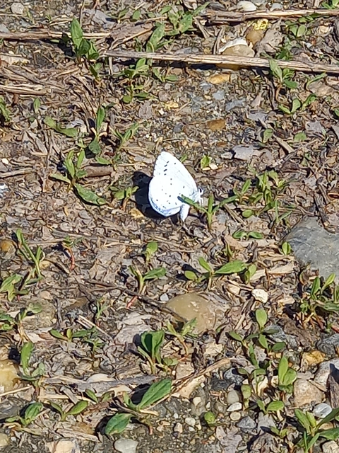 Celastrina argiolus - bengeboglárka