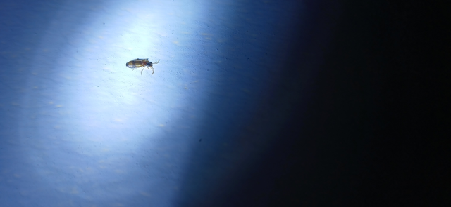 Philorhizus notatus - sárgavállú kéregfutó