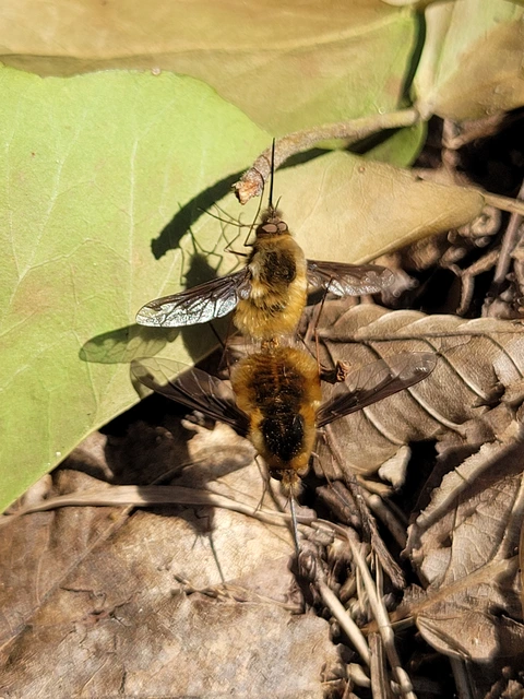Bombylius major - szegélyes pöszörlégy