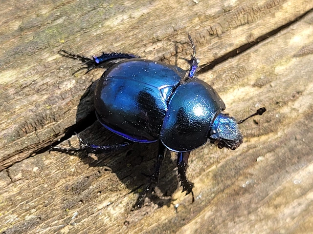 Trypocopris vernalis - tavaszi álganéjtúró