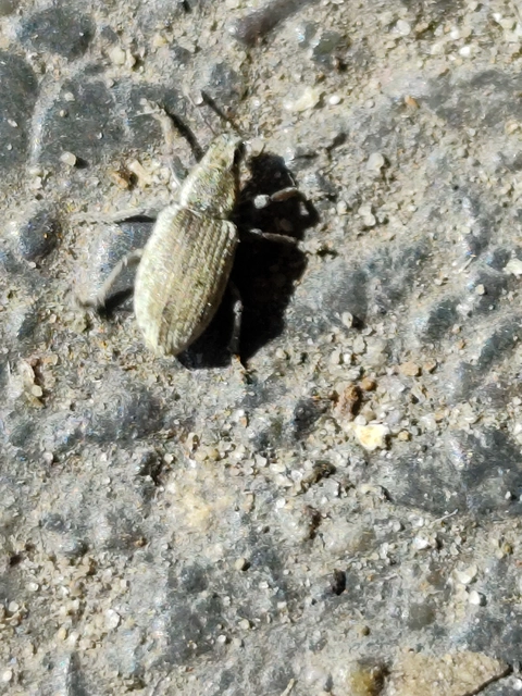 Sitona humeralis - lucerna-csipkézőbogár