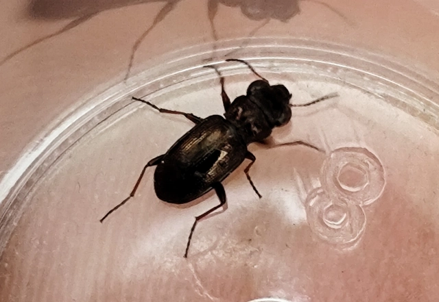 Notiophilus rufipes - vöröslábú szemesfutó