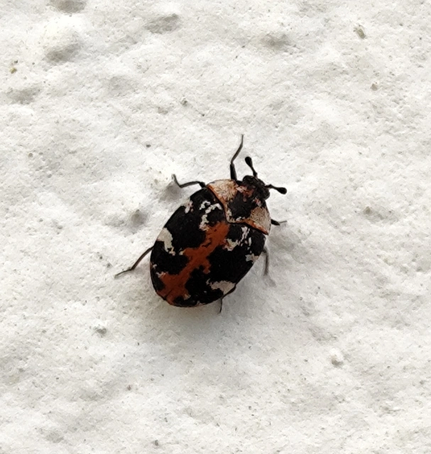 Anthrenus scrophulariae - nagy múzeumbogár
