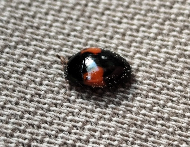 Tritoma bipustulata - feketenyakú tarbogár