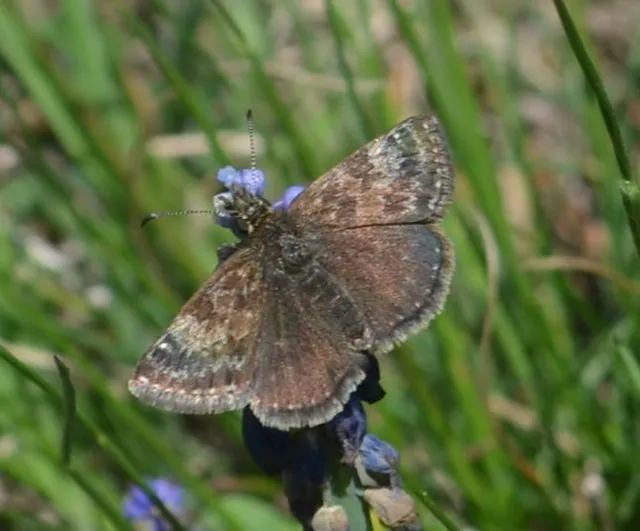 Erynnis tages - cigánylepke