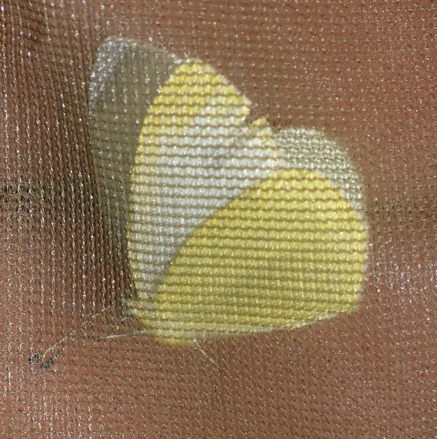 Pieris ergane - sziklai fehérlepke