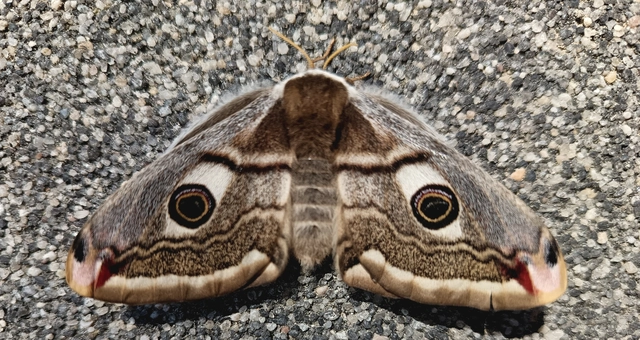 Saturnia pavoniella/pavonia