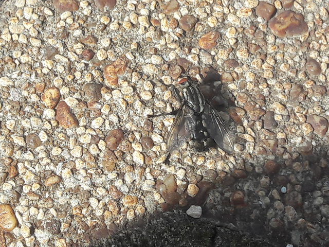 Sarcophagidae - húslégyfélék