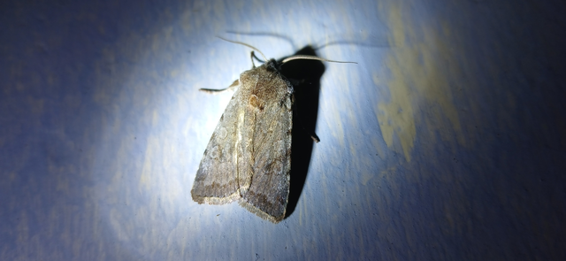 Cerastis rubricosa - vörhenyes tavaszibagoly