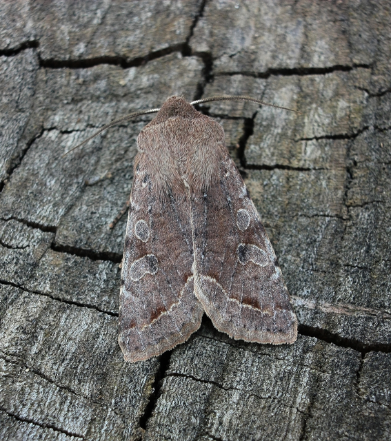 Orthosia incerta - változékony barkabagoly