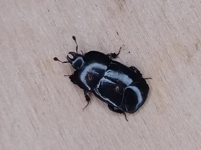 Hololepta plana - lemez-sutabogár