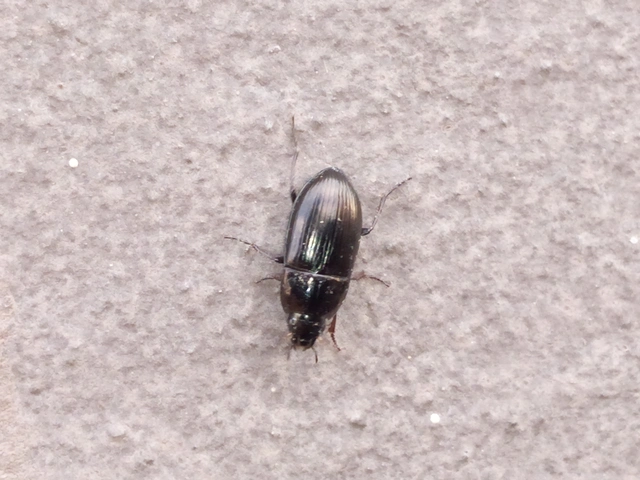 Amara Amara