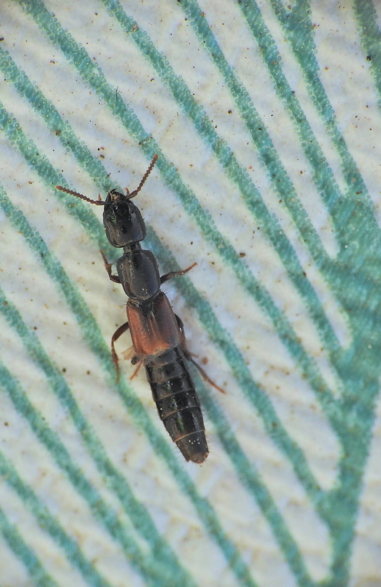 Megalinus glabratus