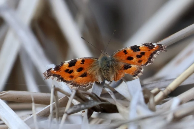 Nymphalis xanthomelas - vörös rókalepke